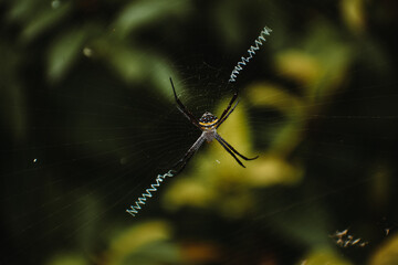 Macro shot of Indian signature spider, it is harmless orb-weaver spider. Autumn colors