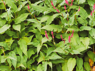 Poster - Persicaria amplexicaulis | Persicaire amplexicaule ou renouée ornementale aux fleurs en épis rose carminé et grandes feuilles de forme variable, pointues, vert moyen à foncé à la base des tiges floral