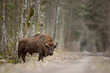European bison, wisent