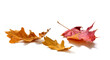 © Soho A studio - Fallen Oak and maple leaves isolated on white background