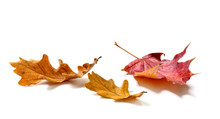 Fallen Oak And Maple Leaves Isolated On White Background
