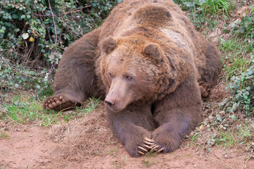 portrait of brown bear lying on the ground