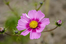 Fully Opened Two-toned Cosmos Flower. Beautiful Flower.