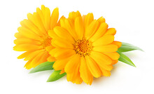 Two Calendula Blossoms (marigold Flowers) Isolated On White Background