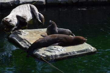 Wall Mural - Harbor seal (Phoca vitulina) in Frankfurt zoo