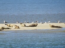 Seals In The North Sea Of Germany