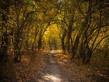 Fototapeta Sypialnia - Path in the autumn forest among the trees with yellow leaves lit by the sun