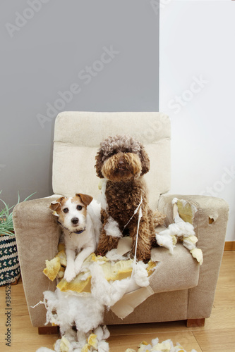 Cuadros en Lienzo Two guilty dogs after bite and destroy a sofa with innocent expression