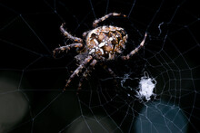 Dark Macro Photo Of A Hunting Spider