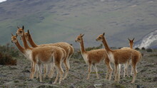 Vikunja Oder Vicuña, Vicugna Vicugna, Im Chimborazo-Nationalpark, Ecuador