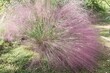 Muhlenbergia capillaris /  Poaceae evergreen grass