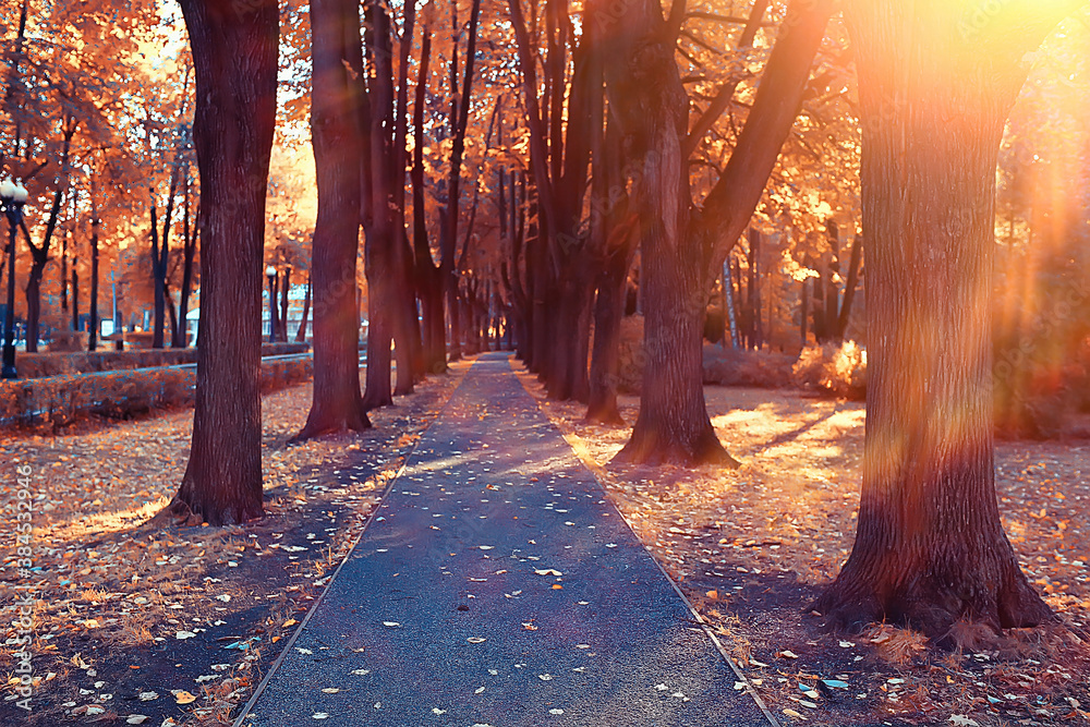 path autumn park / autumn landscape, yellow park in autumn trees and leaves, a beautiful sunny day in the city park. the fall - obrazy, fototapety, plakaty 