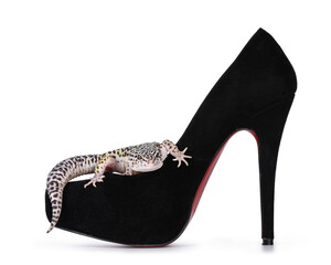 Aufkleber - Adult Mack snow leopard gecko aka Eublepharis macularius, standing on toe of black pump. Isolated on white background.
