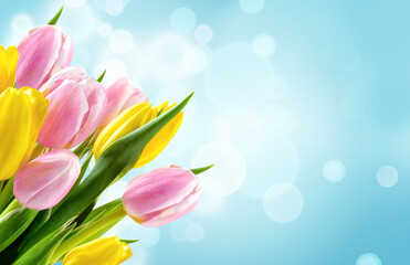 Wall Mural - Bunch of yellow and pink tulip flowers on blue blur background