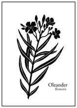 Vector Branch Oleander Flower, Black Silhouette, Graphic Element For Card, Greeting