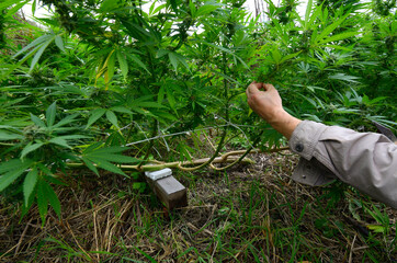 Grower hand bending the branch of cannabis down, low stress training technique