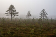 © Laura Kezbere - Misty scene on a foggy morning in swamp in October in Kangari in Latvia