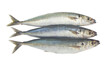 Round scad fish or mackerel scad isolated on white background, Decapterus maruadsi