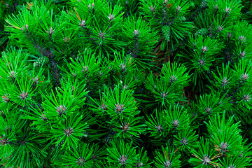  Green background of coniferous branches, natural wildlife