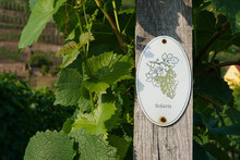 Vine Plants With A "Solaris" Sign On A Vineyard In Radebeul. "Solaris" Is A White Grape Variety.