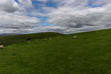 Sheep In Green English Countryside, Under Clouds And Blue Sky