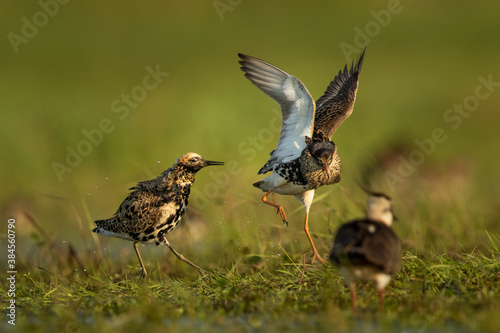 Cuadros en Lienzo Fighting ruffs in Biebrza National park in Poland