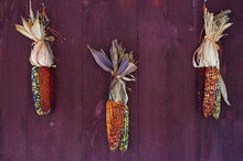 Decorative Indian Corn With Colorful Kernels On A Red Barn Wall In The Fall
