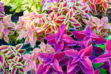 Beautiful colorful Coleus leaf in a graden