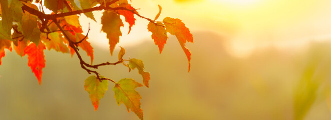 Wall Mural - red autumn leaves. panoramic view of autumnal colours leaf on sunset colorful bokeh background. panoramic view of maple leaf on sunset colorful bokeh background.