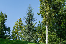 Beautiful Young Blue Atlas Cedar (Cedrus Atlantica Glauca Tree) With Blue Needles In Public Landscape City Park Krasnodar Or Galitsky Park In Sunny Autumn September 2020