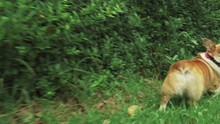 Welsh Corgi Dog Running In The Grass, Crane Video Shot Following From Behind.

