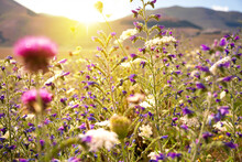 Wild Flowers Field In Sunlight In Summer