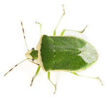 Green Stink Bug Isolated On White Background, (Chinavia Halaris)