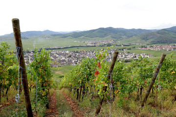 Canvas Print - Vignes Alsace