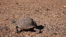 Desert Tortoise Walks Along Rocks In Desert Joshua Tree National Park