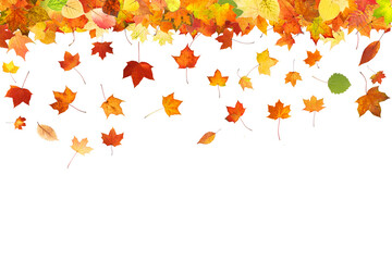 Poster - falling colored autumn leaves isolated on white background