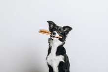 Studio Portrait Of A Clean Dog Border Collie Sitting And Holding Hairbrush In Its Mouth Isolated On White Background. Brushing, Grooming And Pet Care. Dog Spa.