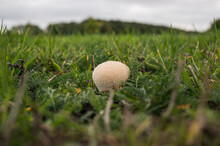 Spiky (thorny) White Round Fungus
