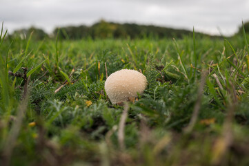 Spiky (thorny) white round fungus