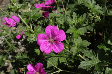 Wall Mural - Hybrid Geranium × Riversleaianum 'Russell Prichard' flower in St. Gallen, Switzerland. It is a hybrid of Geranium Endressii and Geranium Traversii.