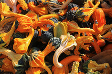 Close Up Shot Of Several Colorful Gourds