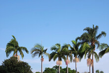 Low Angle View Of A Row Of Palm Trees With Seed Clusters Under Blue Sky