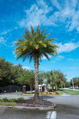 Canvas Print - Beautiful palm trees and cloud in the summer of Florida	
