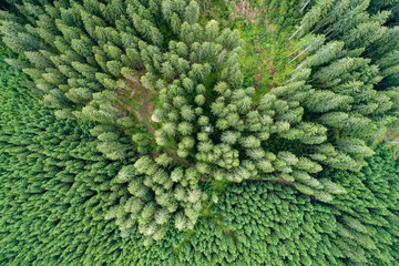 Poster - Vertical aerial view of spruce and fir forest (trees) lake and meadow, Pokljuka, Slovenia.