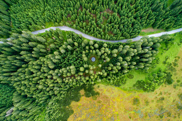 Wall Mural - Vertical aerial view of spruce and fir forest (trees) lake and meadow, Pokljuka, Slovenia.