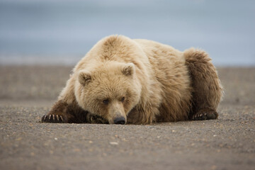 Wall Mural - Grizzly Bear, Hallo Bay, Katmai National Park, Alaska