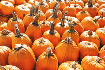 Wall Mural - Pumpkin field with many pumpkins