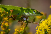 Close Up Of A Green Anole (Anolis Carolinensis) In Yellow Blooms. Raleigh, North Carolina.