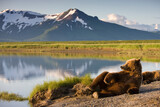 Fototapeta  - Grizzly Bear, Katmai National Park, Alaska