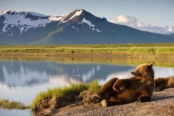 grizzly bear, katmai national park, alaska